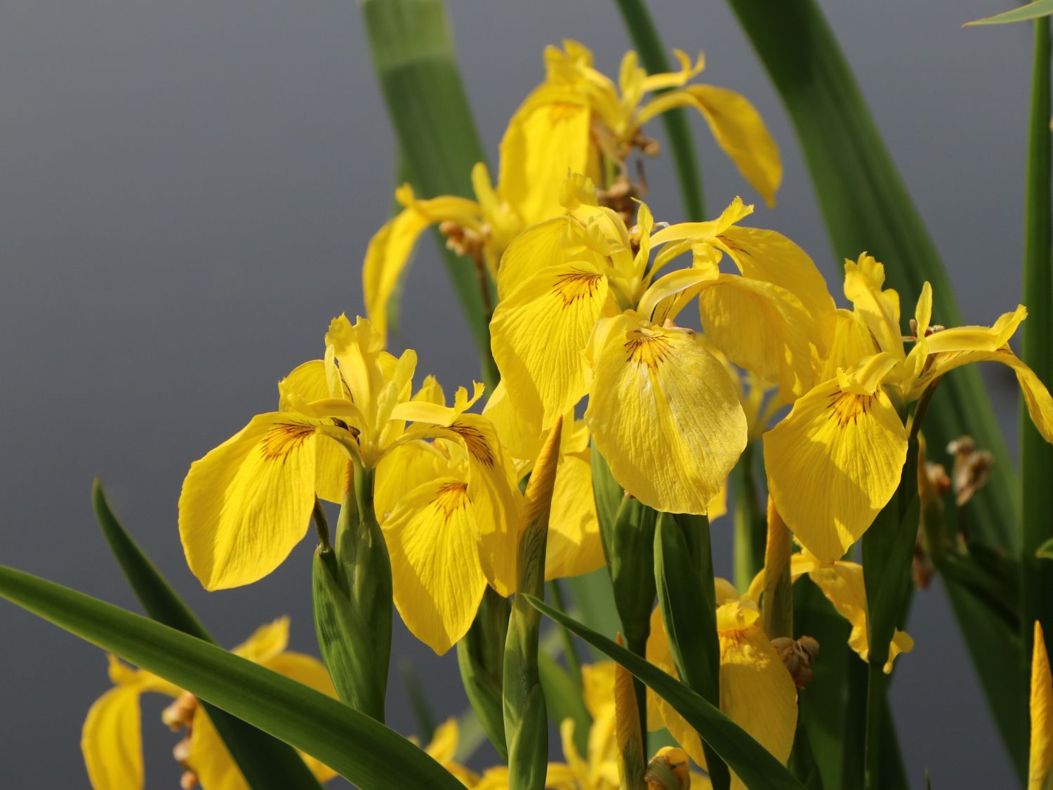 Heimische Sumpf-Schwertlilie (Iris pseudacorus) - Info & Angebot