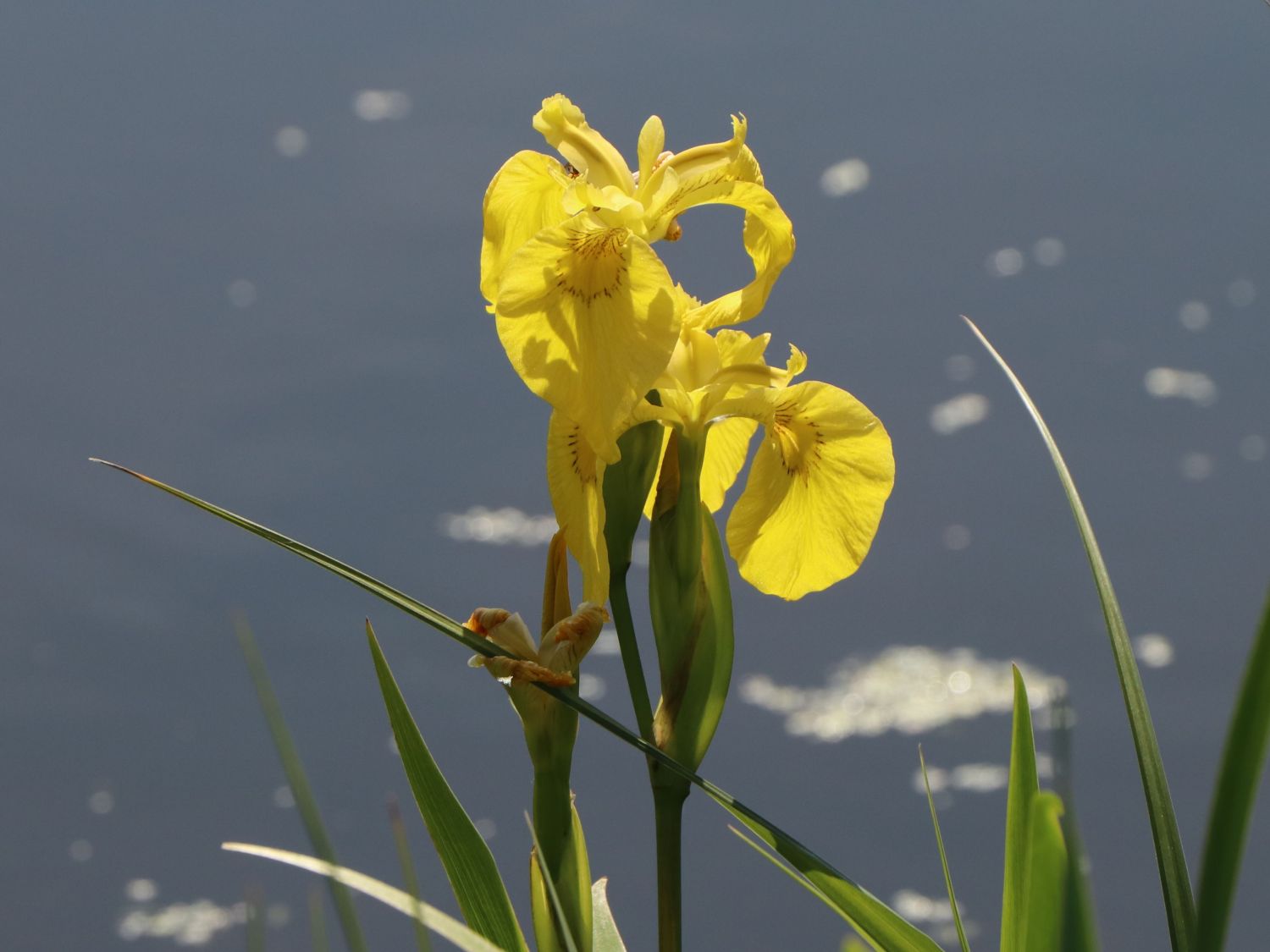 Gelbe Wasserschwertlilie/Iris pseudacorus 9x9 cm Topf Klärpflanze Gartenteich 