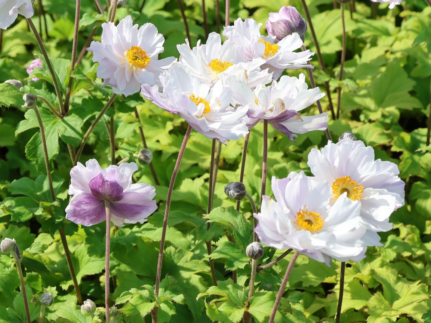 Anemone 'Frilly Knickers