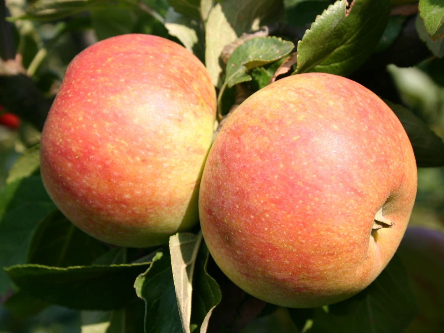 Herbstapfel 'Alkmene' - Malus 'Alkmene' - Baumschule Horstmann