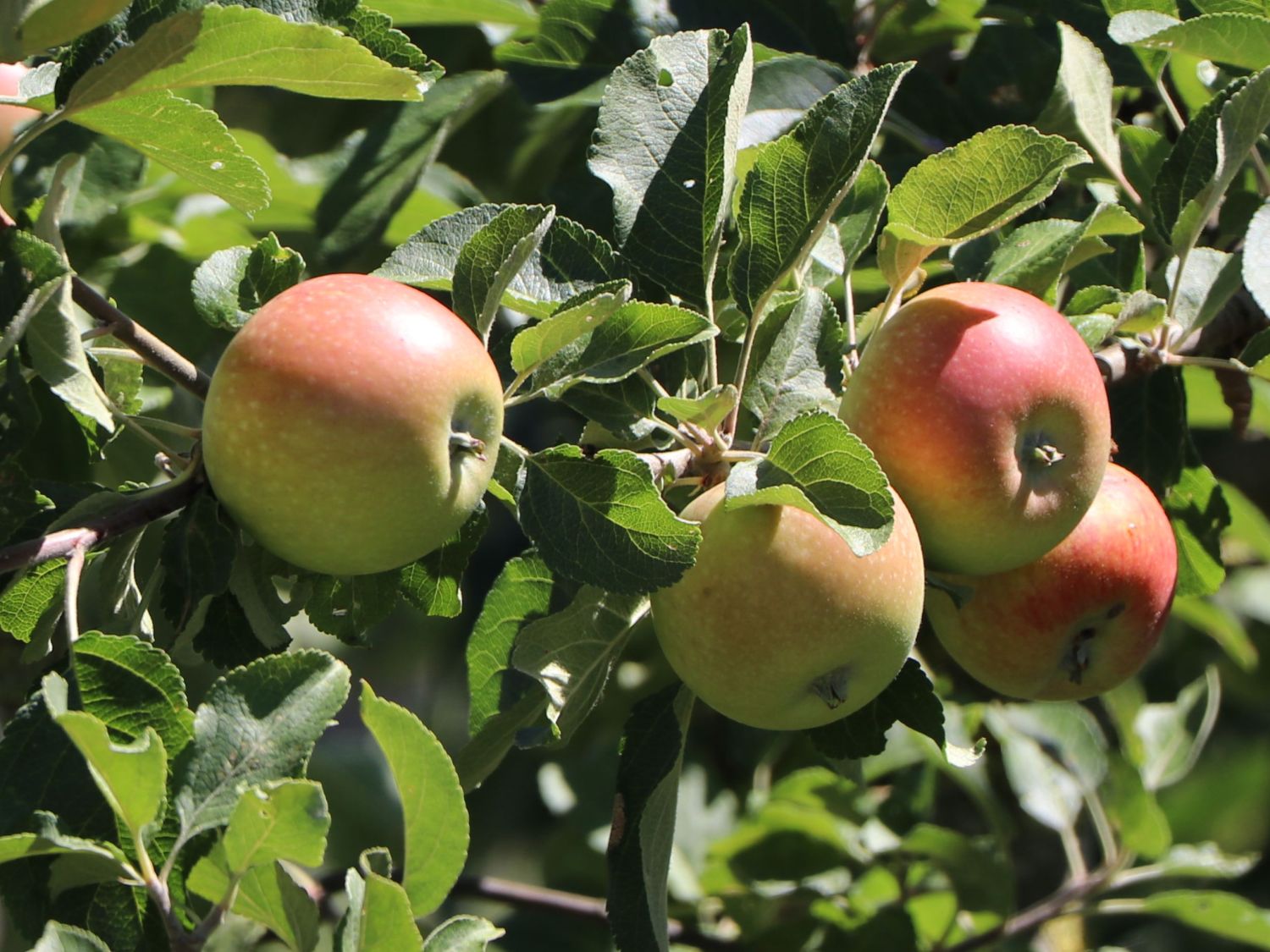 Herbstapfel 'Alkmene' - Malus 'Alkmene' - Baumschule Horstmann