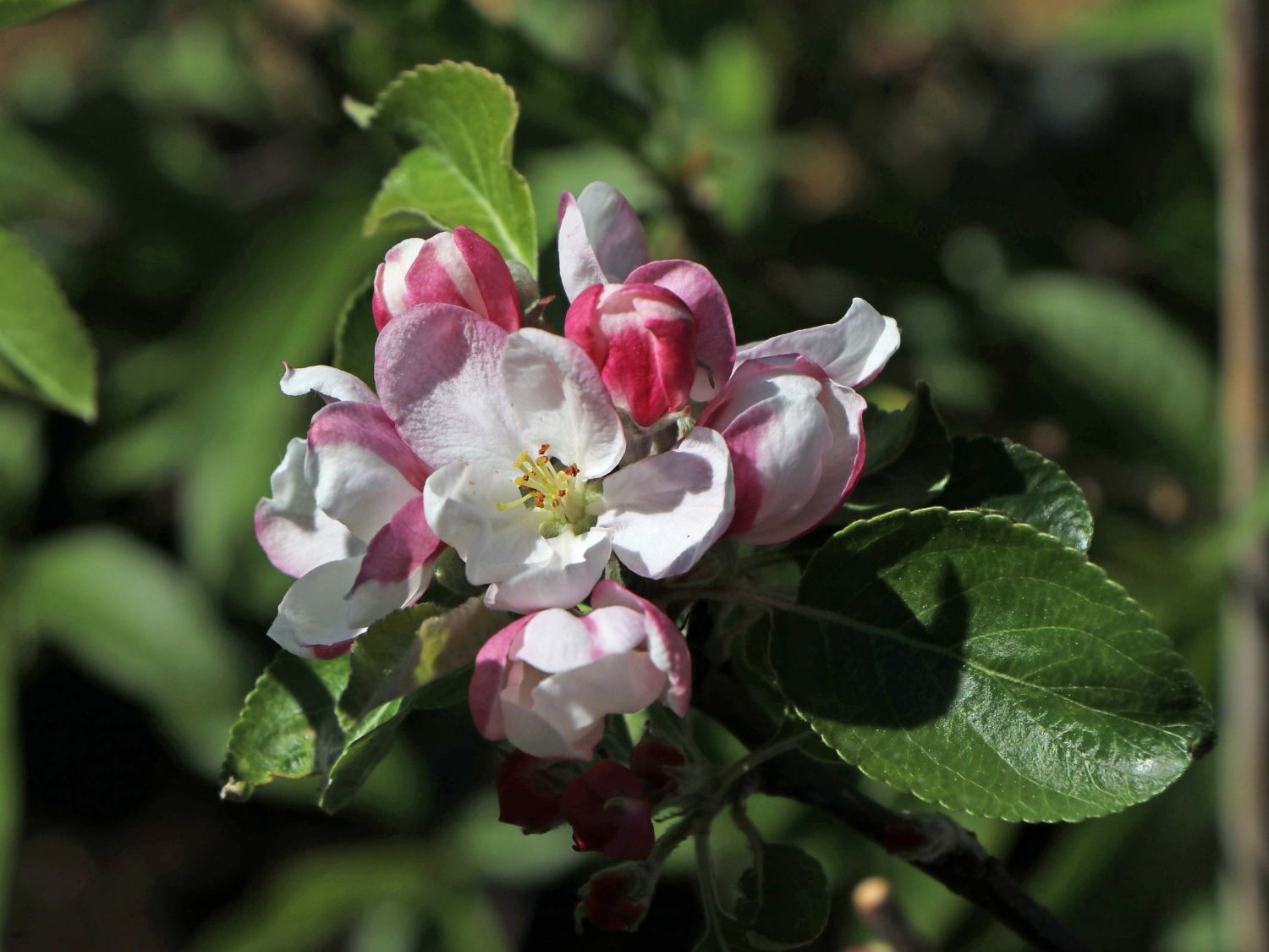 Herbstapfel \'Alkmene\' - Malus \'Alkmene\' - Baumschule Horstmann