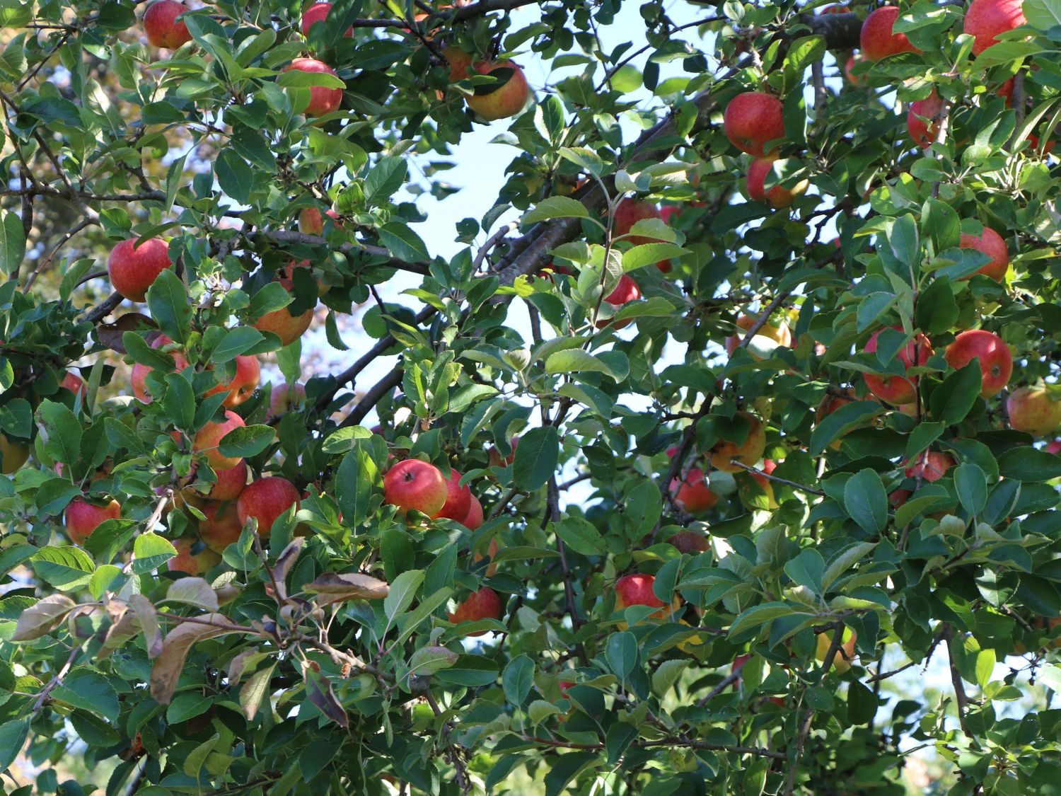 Herbstapfel \'Alkmene\' - Malus \'Alkmene\' - Baumschule Horstmann