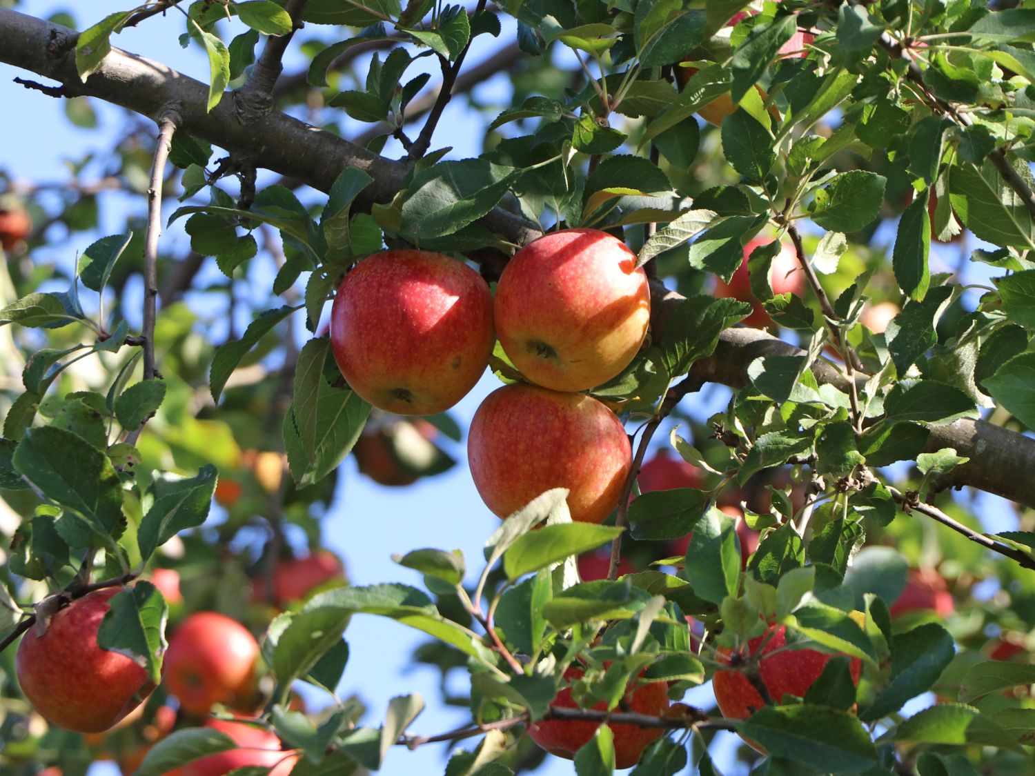 Förderungsbereich Herbstapfel \'Alkmene\' Horstmann Baumschule \'Alkmene\' - - Malus