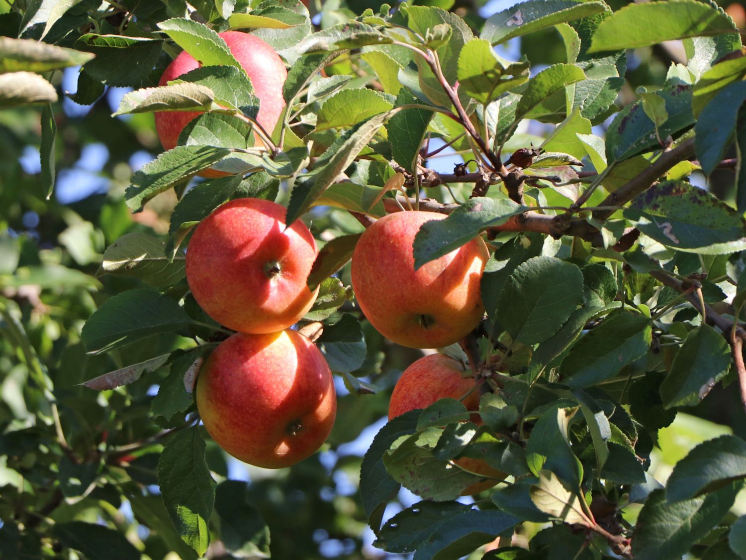 Herbstapfel \'Alkmene\' - Malus \'Alkmene\' - Baumschule Horstmann