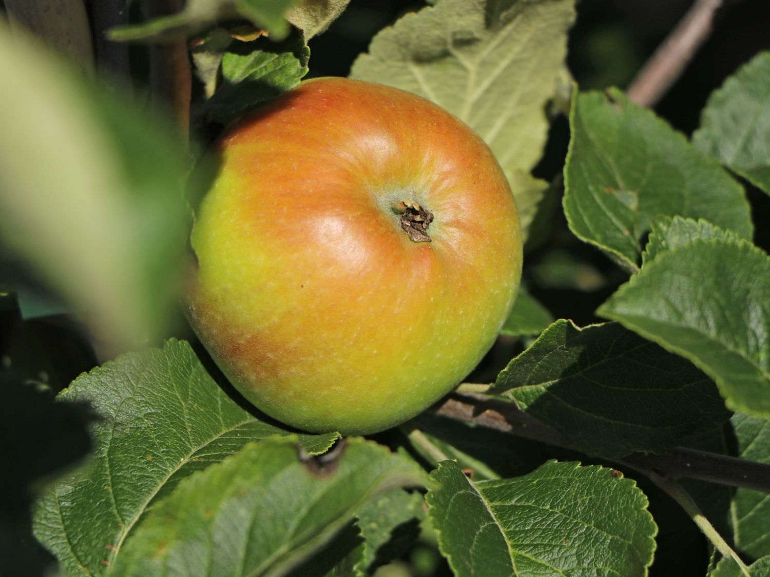 Herbstapfel \'Alkmene\' - Malus \'Alkmene\' - Baumschule Horstmann | Obstbäume & Gemüsepflanzen