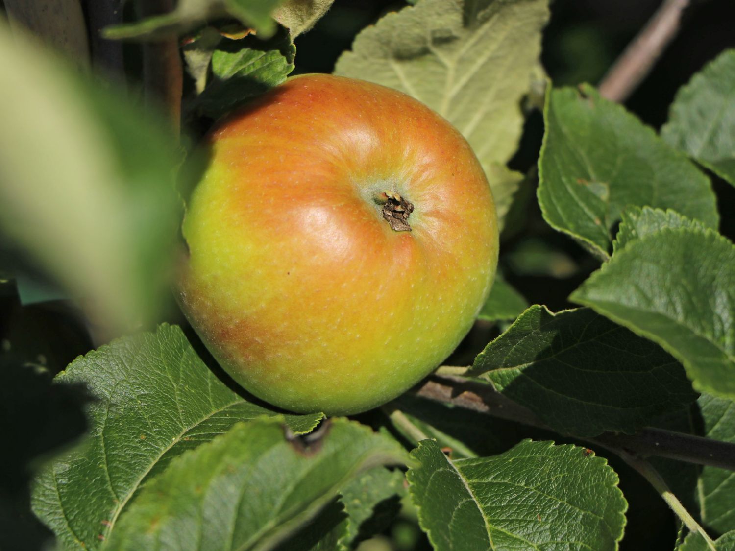 Herbstapfel 'Alkmene' - Malus 'Alkmene' - Baumschule Horstmann