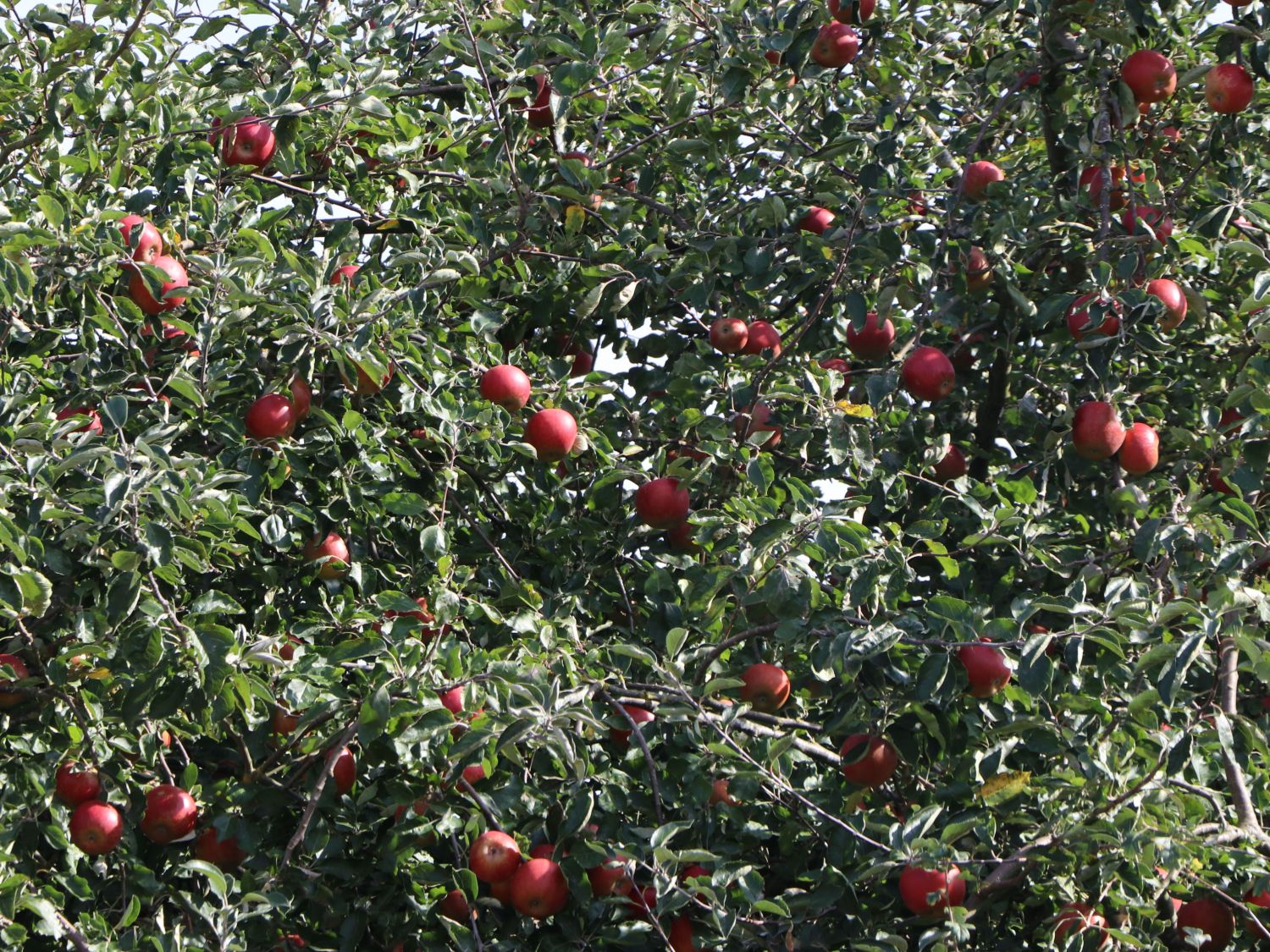 Herbstapfel \'Cox Orange\' Renette - Malus \'Cox Orange\' Renette - Baumschule  Horstmann | Obstbäume & Gemüsepflanzen