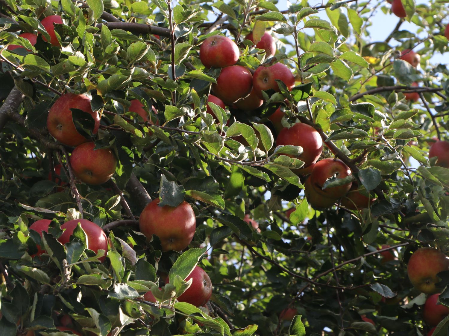 Herbstapfel 'Cox Orange' Renette - Malus 'Cox Orange' Renette - Baumschule  Horstmann