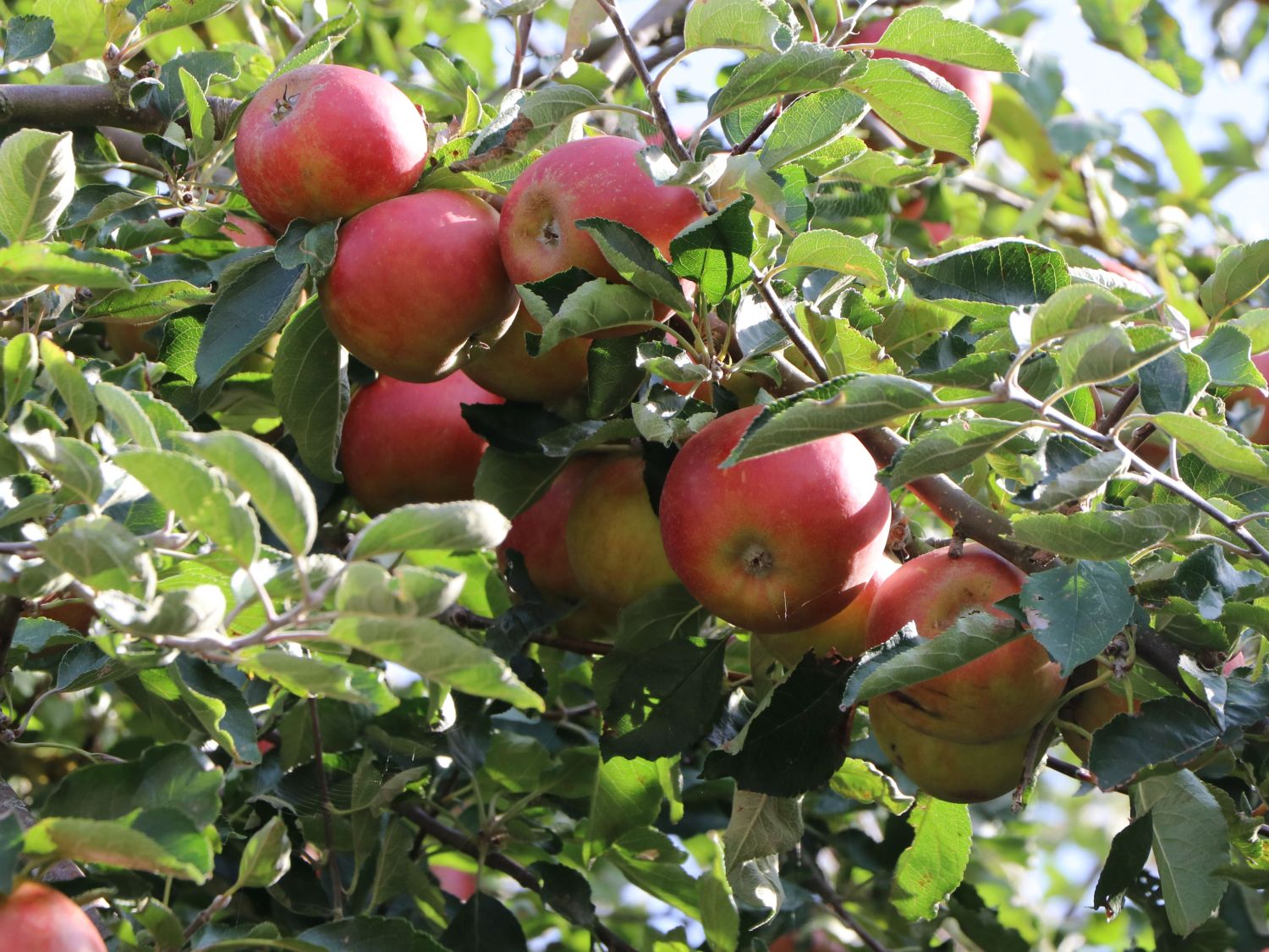 Herbstapfel 'Cox Orange' Renette - Malus 'Cox Orange' Renette - Baumschule  Horstmann