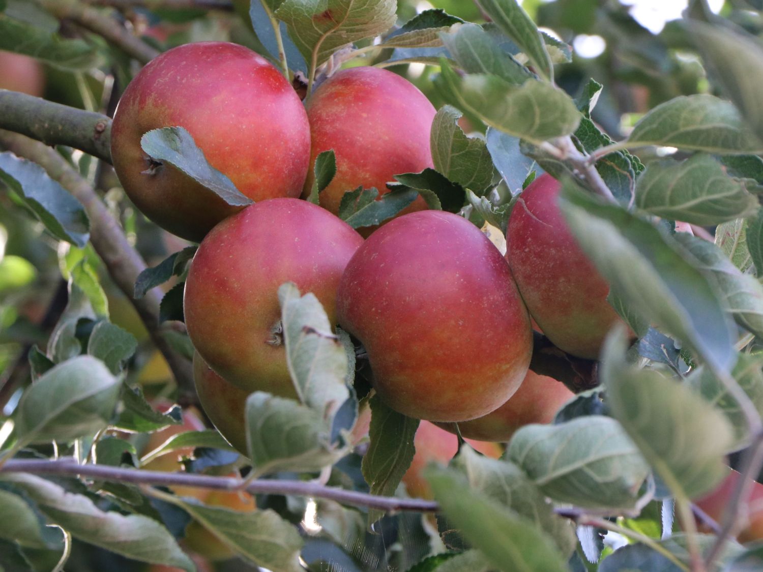 Herbstapfel 'Cox Orange' Renette - Malus 'Cox Orange' Renette - Baumschule  Horstmann