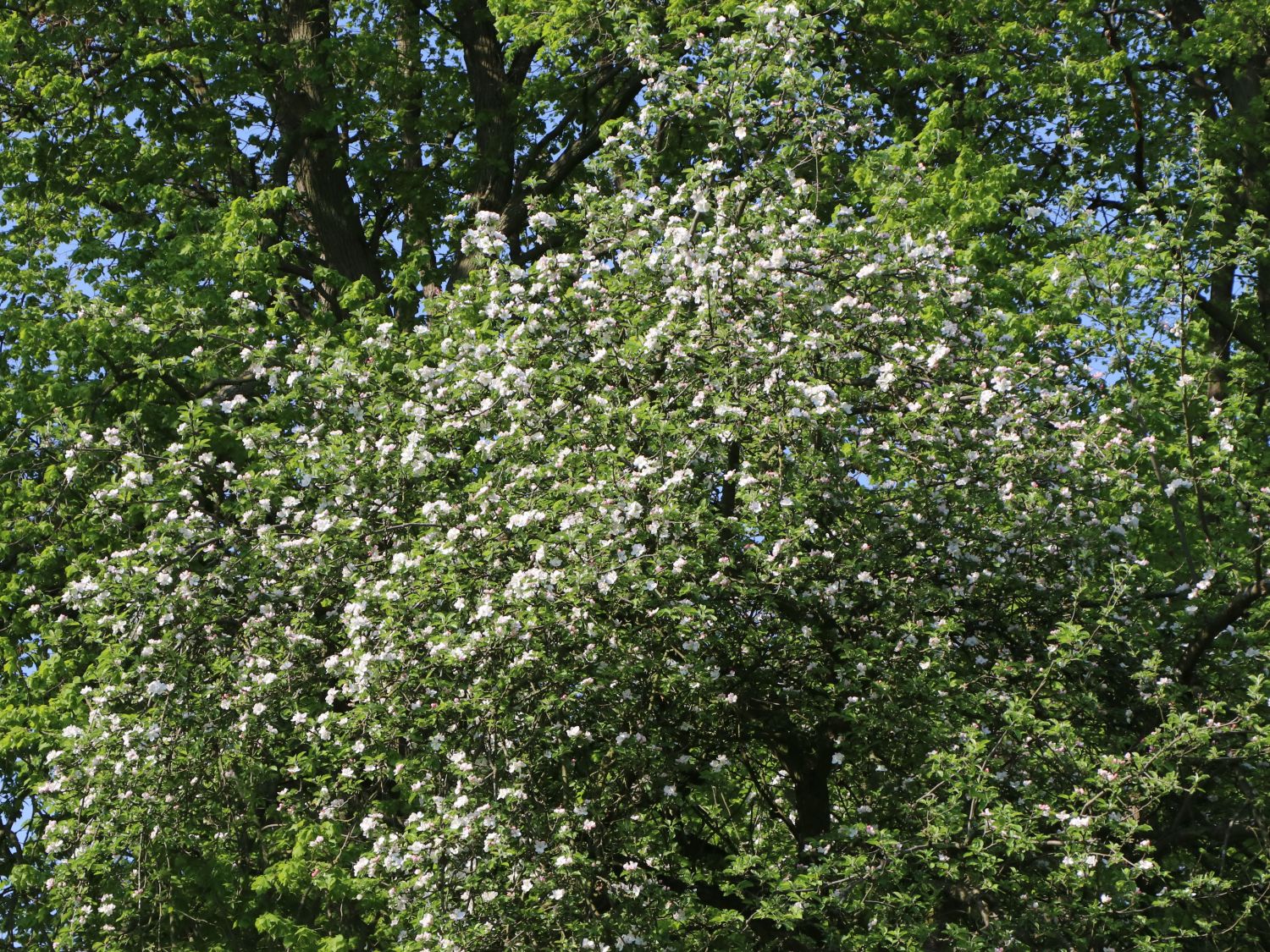 Herbstapfel 'Cox Orange' Renette - Malus 'Cox Orange' Renette - Baumschule  Horstmann