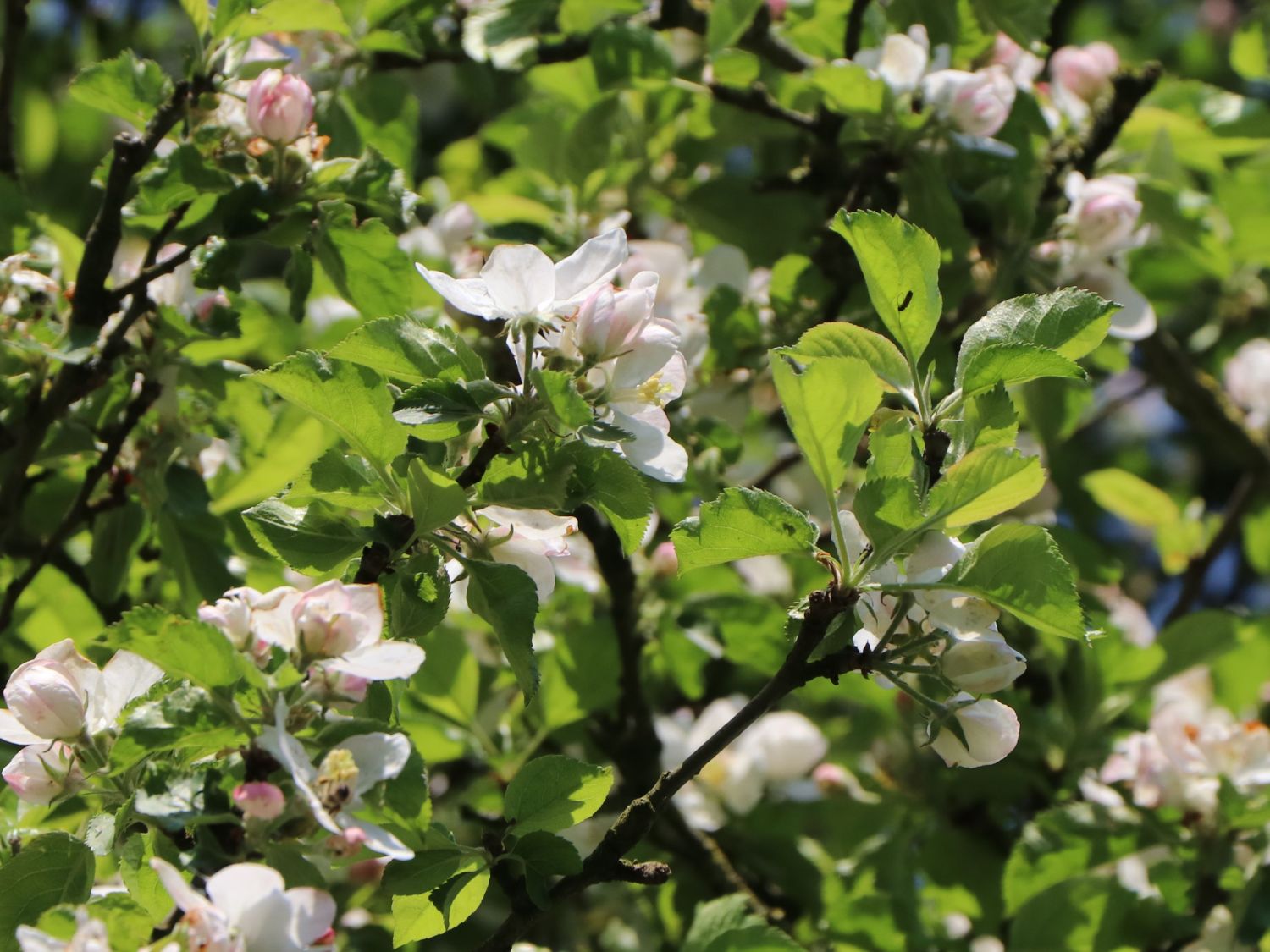 Herbstapfel 'Cox Orange' Renette - Malus 'Cox Orange' Renette - Baumschule  Horstmann