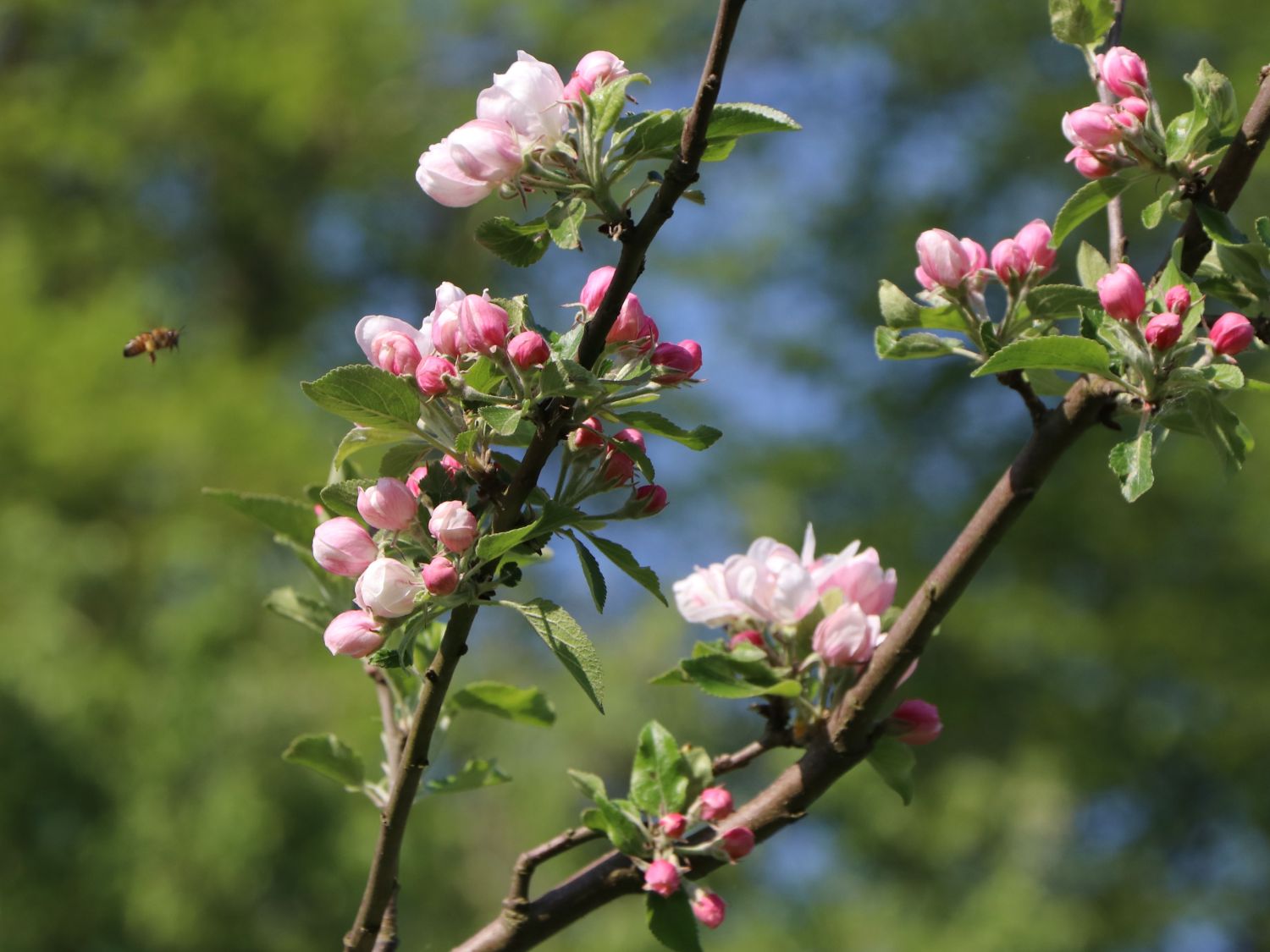 Orange\' Malus Orange\' - Horstmann Renette \'Cox - Renette \'Cox Baumschule Herbstapfel