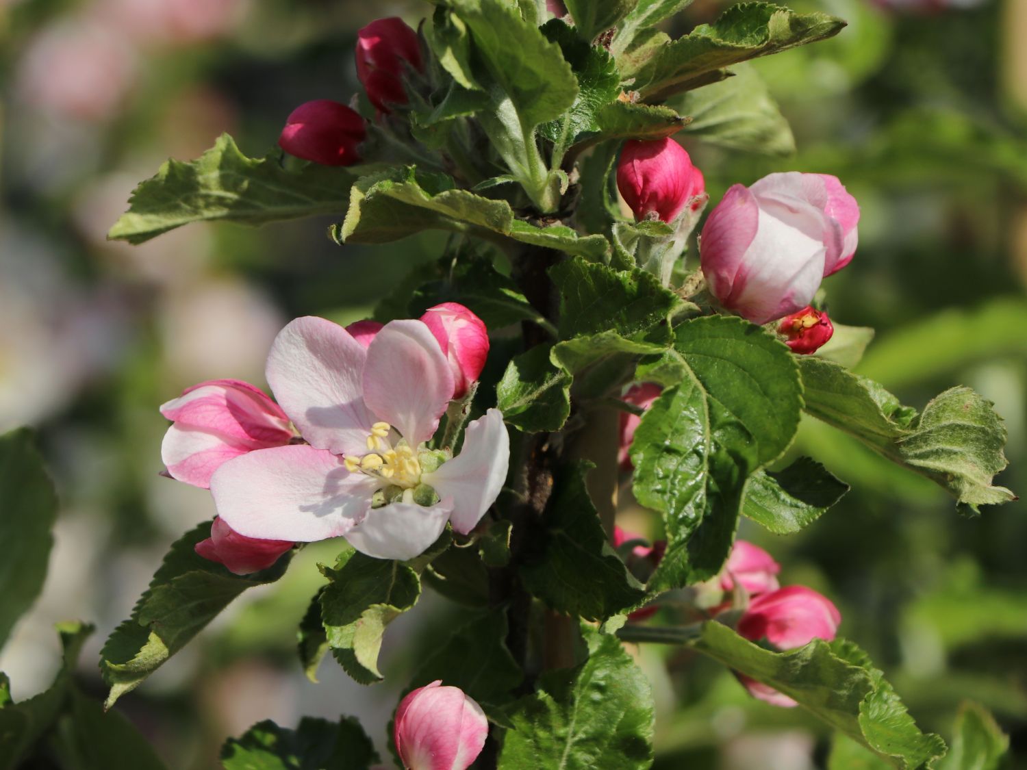 Herbstapfel 'Cox Orange' Renette - Malus 'Cox Orange' Renette - Baumschule  Horstmann