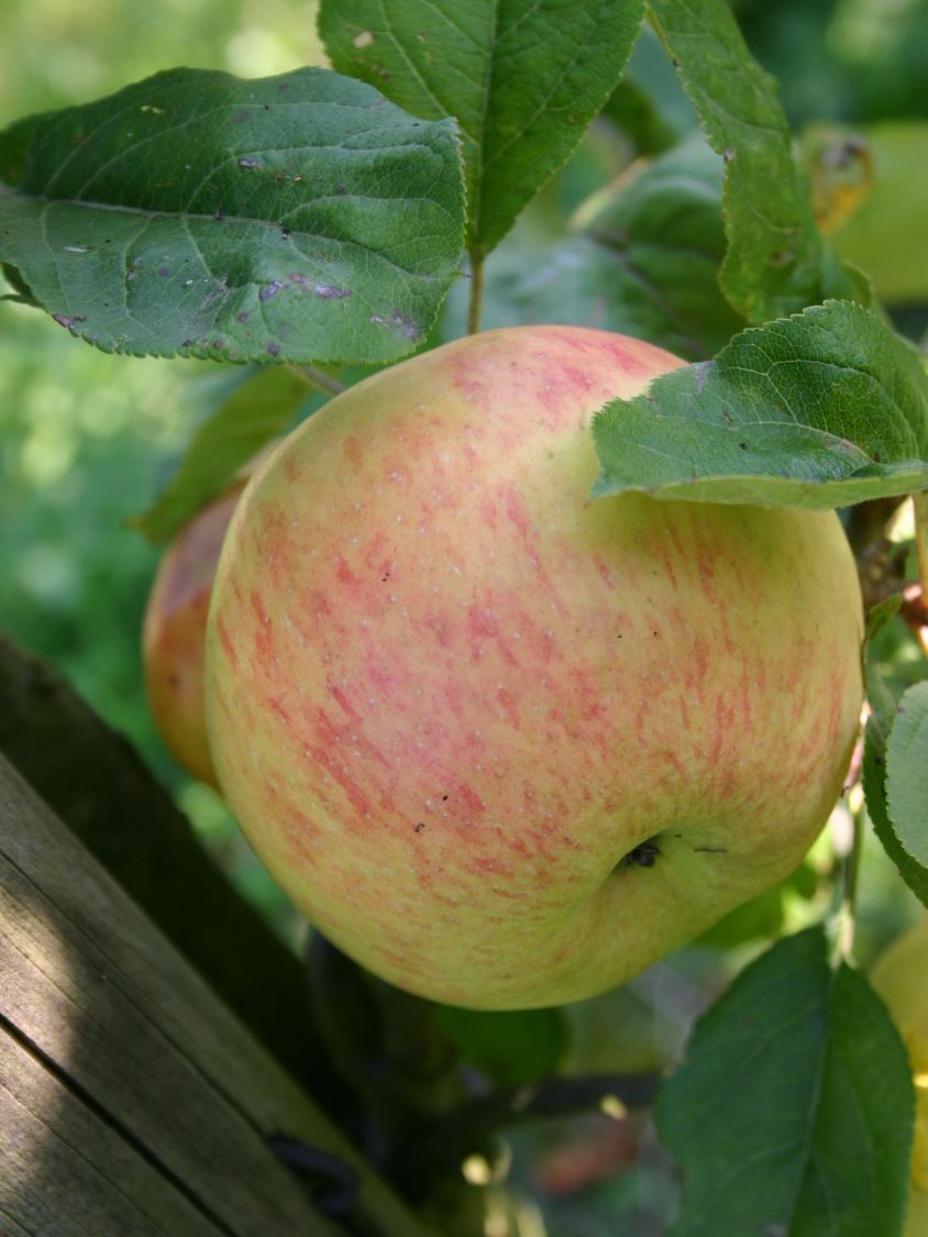 Herbstapfel \'Dülmener Rosenapfel\' - Malus \'Dülmener Rosenapfel\' -  Baumschule Horstmann