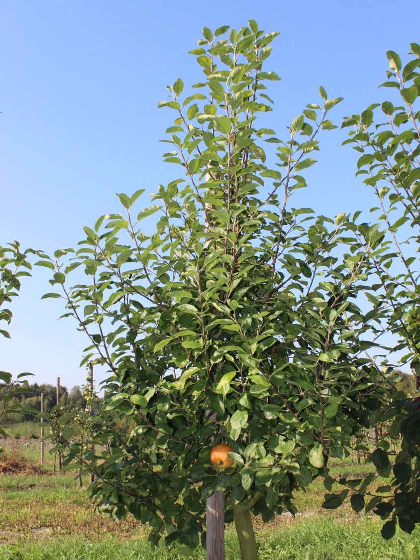 Herbstapfel \'Dülmener Rosenapfel\' - Malus \'Dülmener Rosenapfel\' -  Baumschule Horstmann