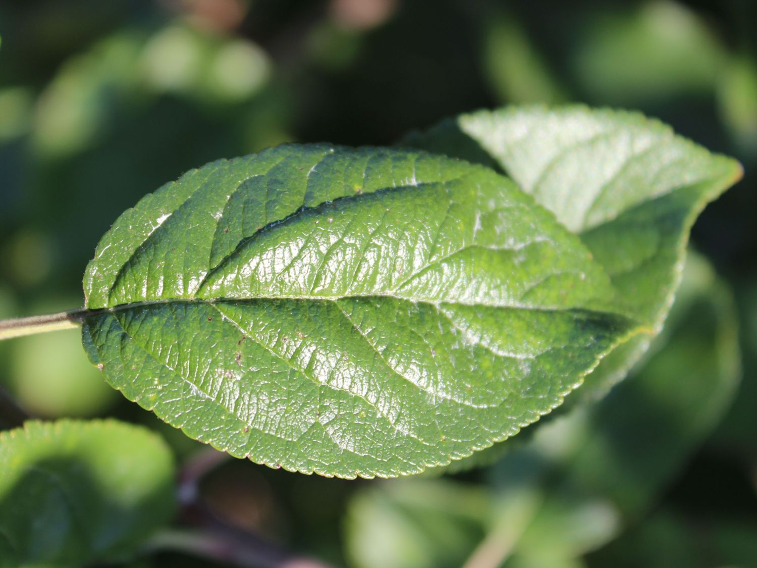 Herbstapfel \'Dülmener Rosenapfel\' - Malus \'Dülmener Rosenapfel\' -  Baumschule Horstmann