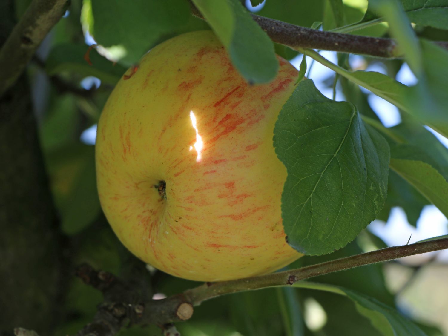 Herbstapfel \'Dülmener Rosenapfel\' - Malus \'Dülmener Rosenapfel\' -  Baumschule Horstmann