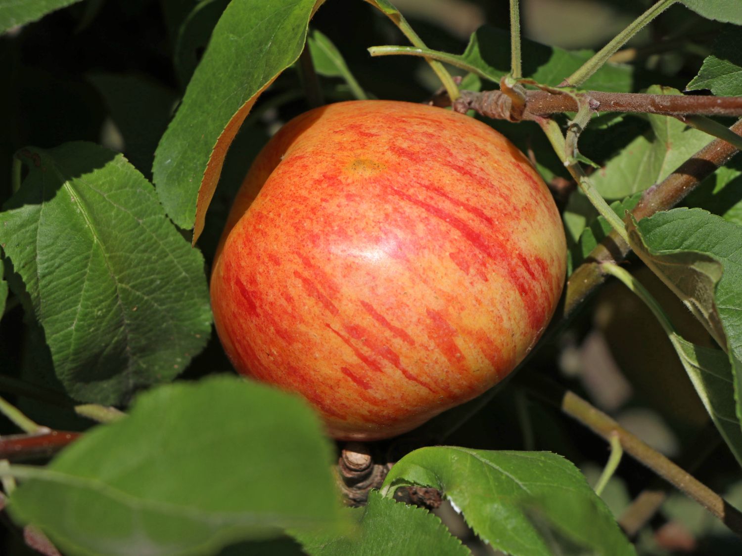 Herbstapfel \'Dülmener Rosenapfel\' - Malus \'Dülmener Rosenapfel\' -  Baumschule Horstmann | Obstbäume & Gemüsepflanzen