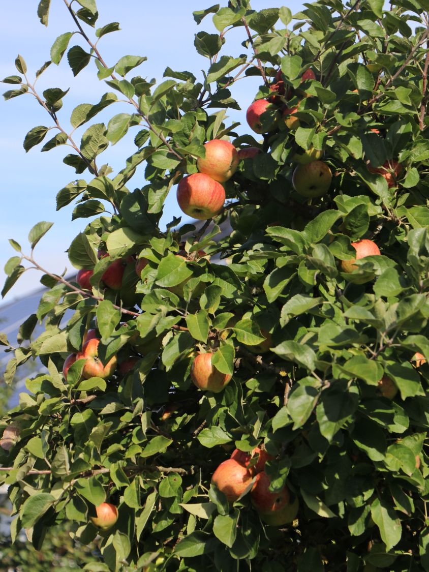 Herbstapfel \'Dülmener Rosenapfel\' - Malus Baumschule - Rosenapfel\' \'Dülmener Horstmann