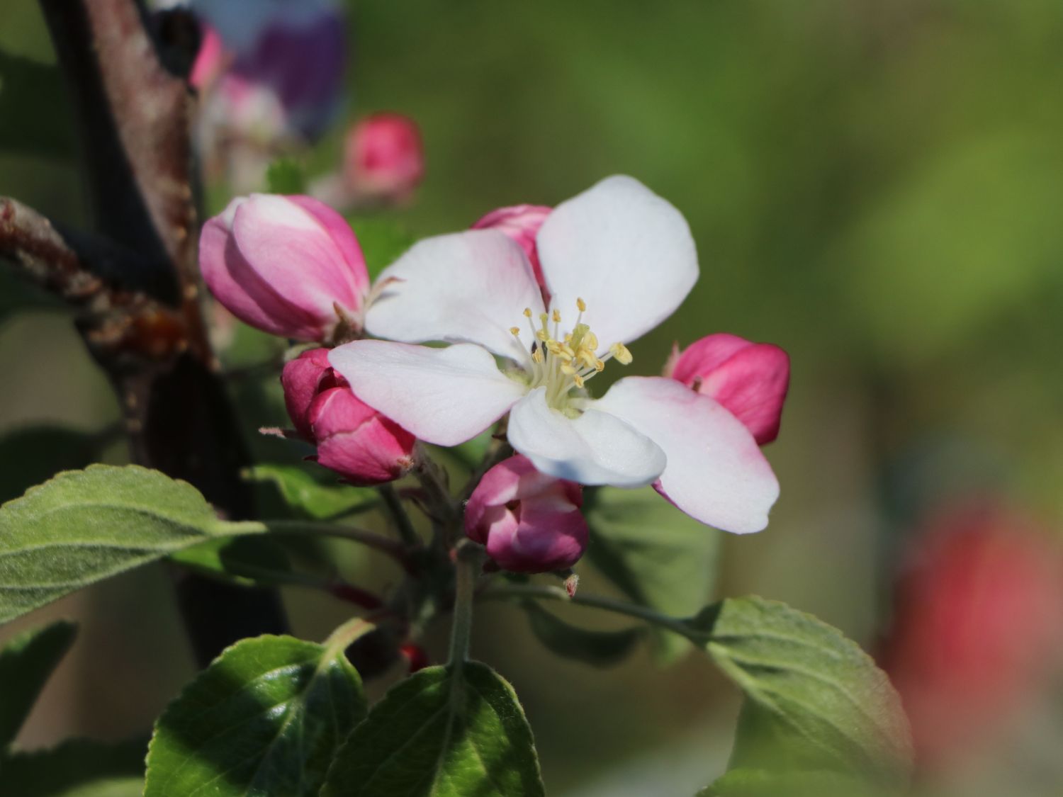 Rosenapfel\' Baumschule \'Dülmener \'Dülmener Herbstapfel Horstmann Rosenapfel\' - - Malus