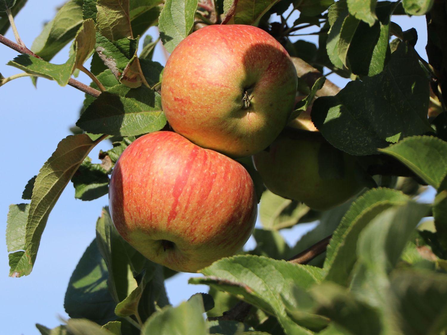 Herbstapfel 'Dülmener Rosenapfel' - Malus 'Dülmener Rosenapfel' -  Baumschule Horstmann