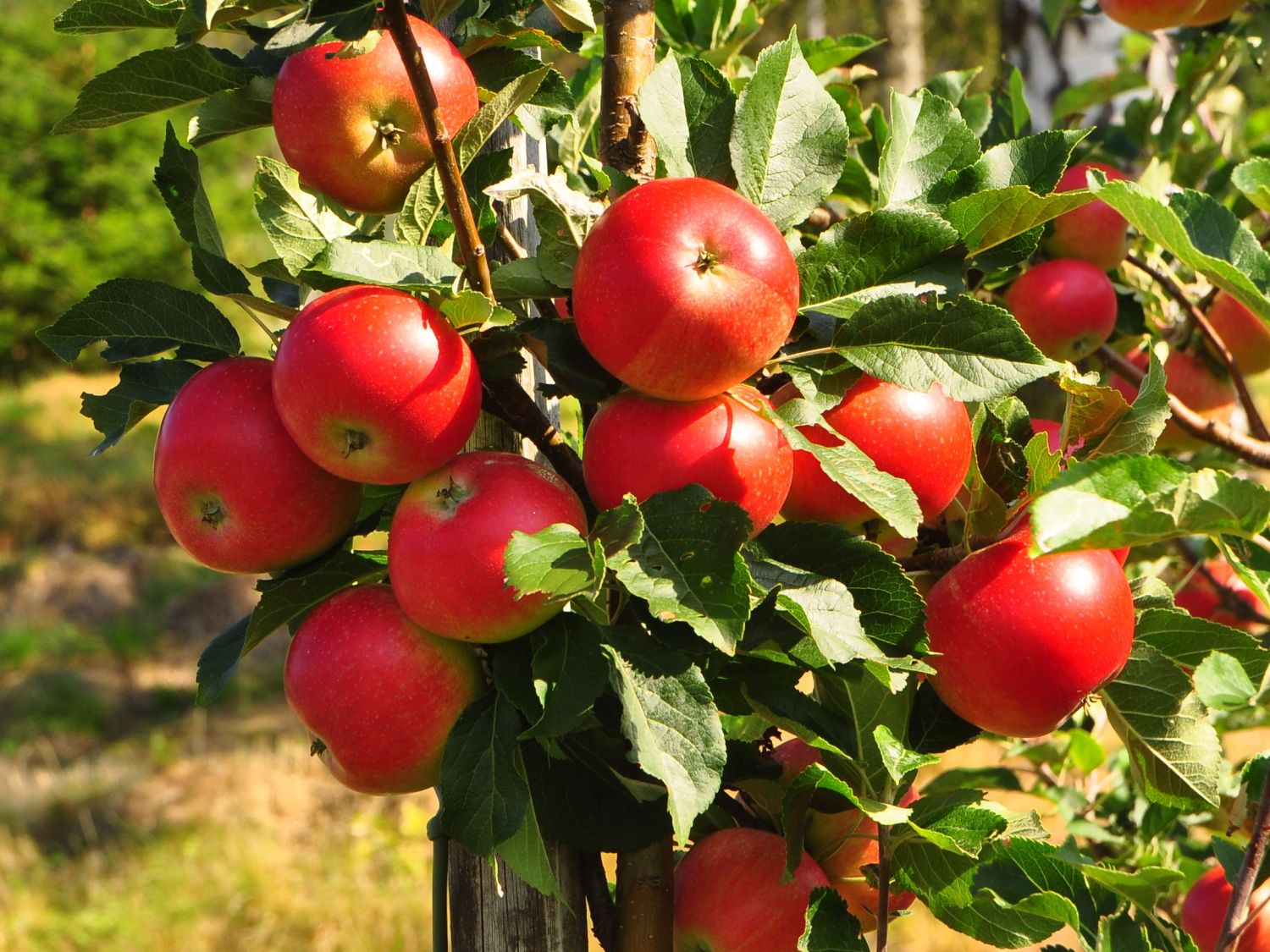 Herbstapfel 'Gerlinde' - Malus 'Gerlinde' - Baumschule Horstmann