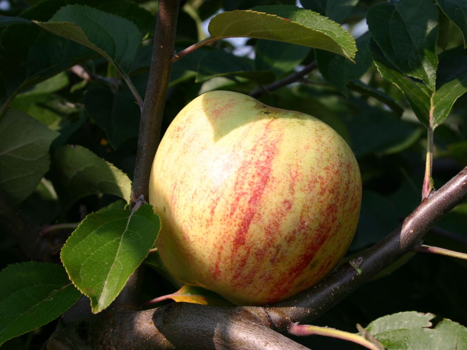 Herbstapfel \'Gravensteiner\' - Malus \'Gravensteiner\' - Baumschule Horstmann