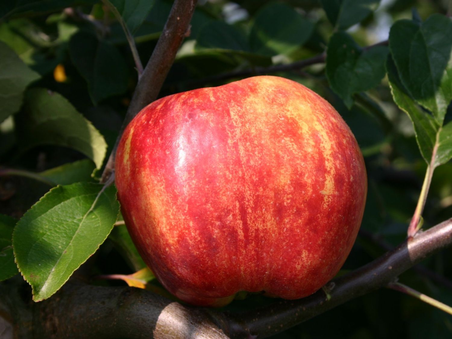170 cm im Container Apfelbaum Apfel 'Gravensteiner Roter' Malus Halbstamm ca 