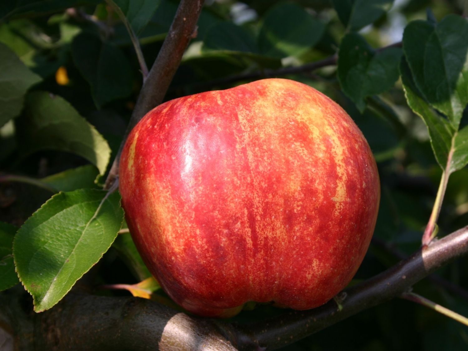 Herbstapfel 'Gravensteiner' - Malus 'Gravensteiner' - Baumschule Horstmann