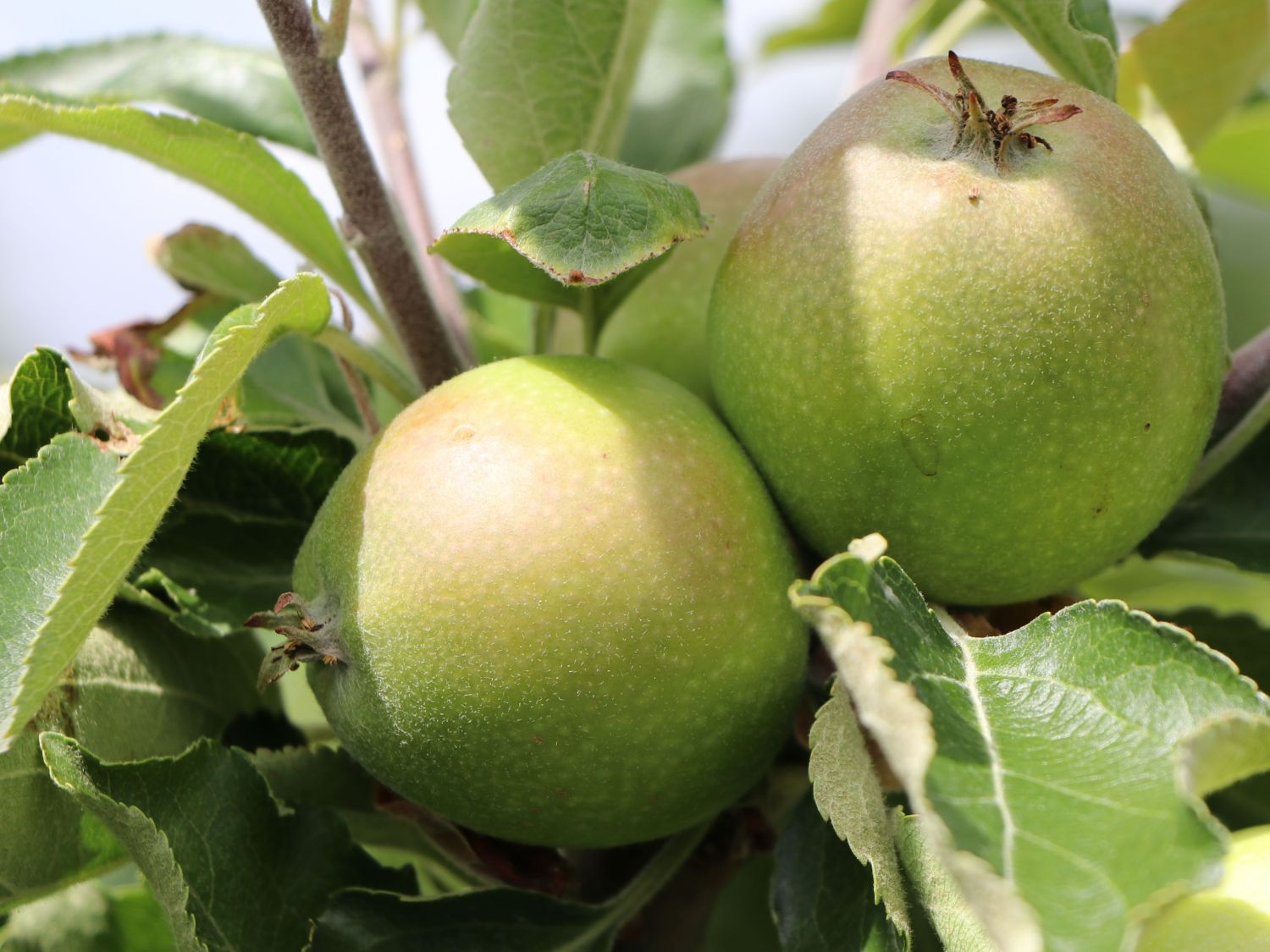 Herbstapfel \'Gravensteiner\' - Malus \'Gravensteiner\' - Baumschule Horstmann