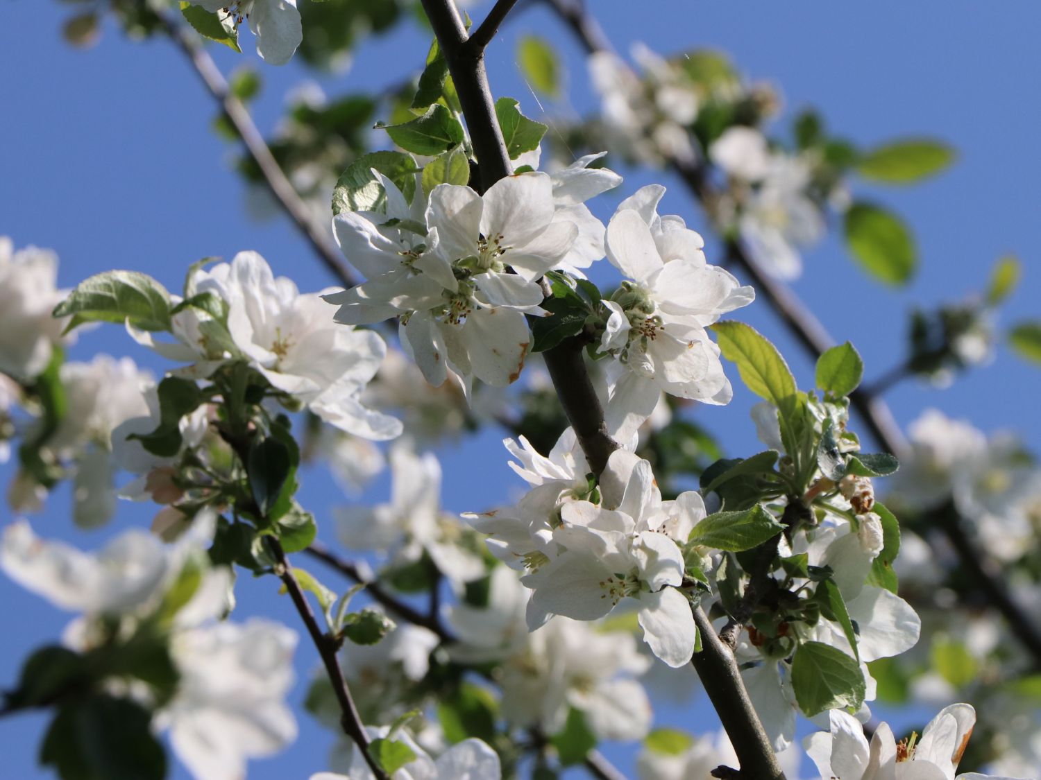 Malus Herbstapfel - - Baumschule \'Gravensteiner\' Horstmann \'Gravensteiner\'