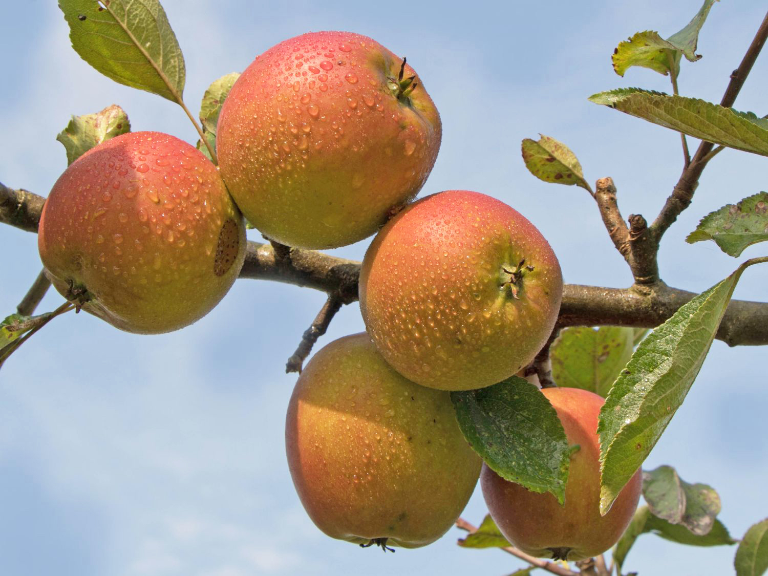 Herbstapfel 'Holsteiner Cox' - Malus 'Holsteiner Cox' - Baumschule Horstmann