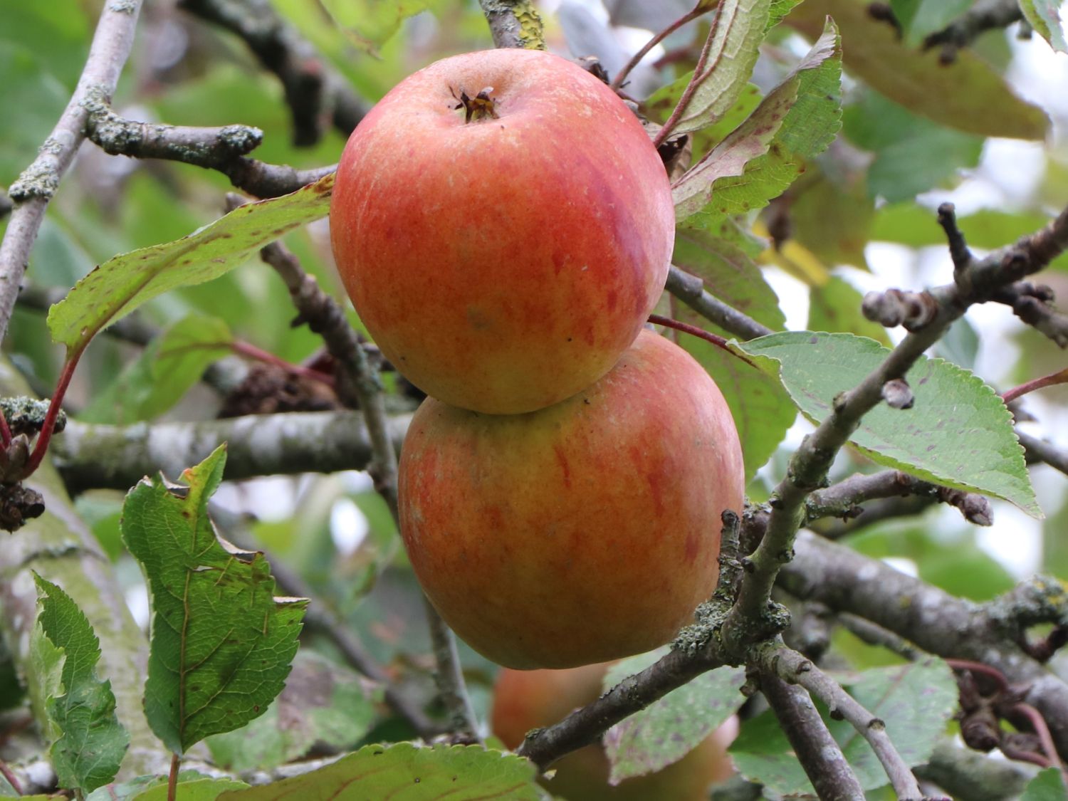 Herbstapfel 'Holsteiner Cox' - Malus 'Holsteiner Cox' - Baumschule Horstmann