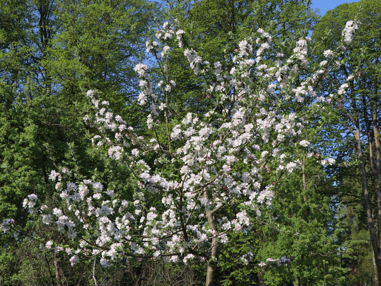 Herbstapfel 'Holsteiner Cox' - Malus 'Holsteiner Cox' - Baumschule Horstmann