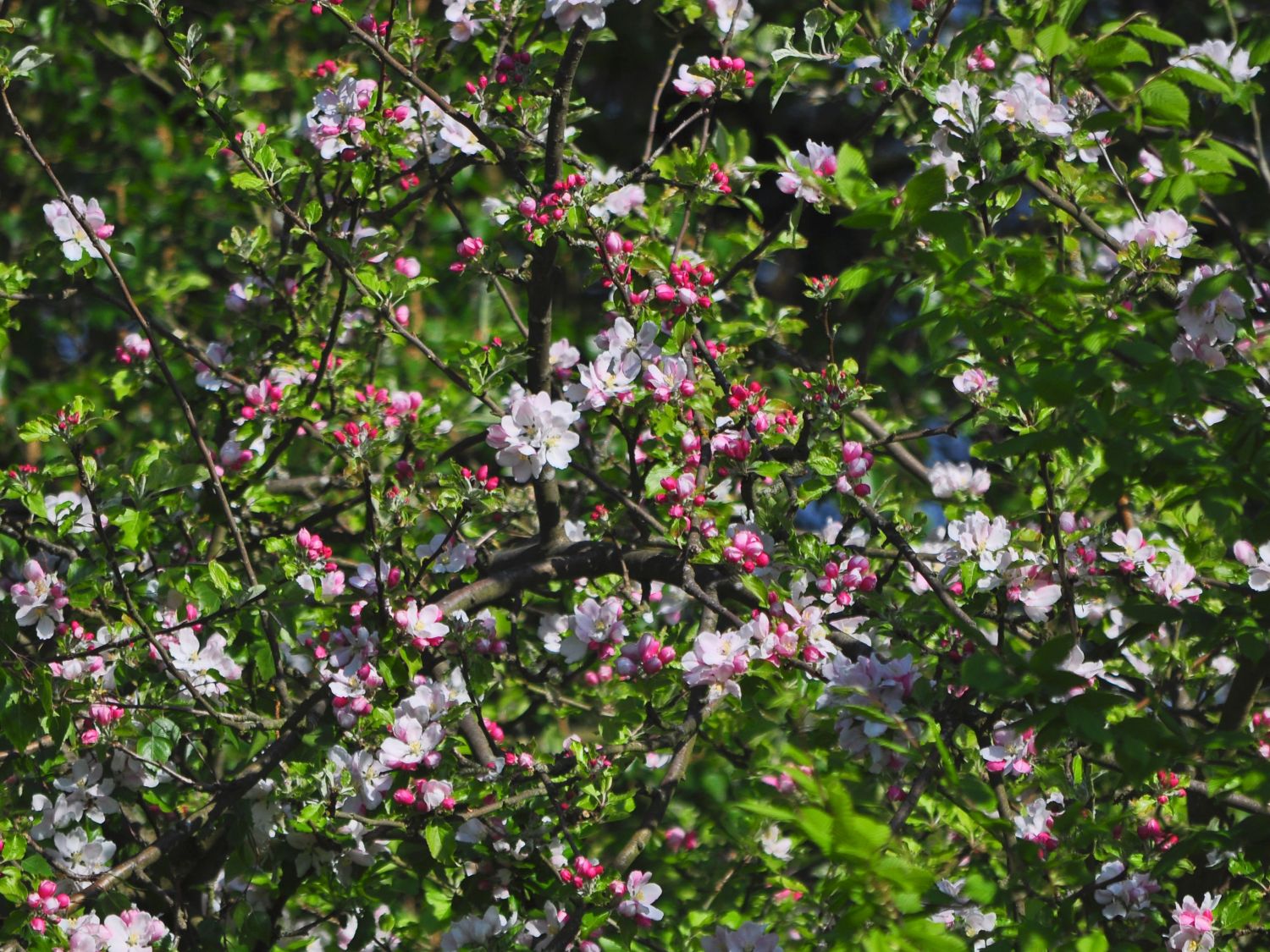 Herbstapfel 'Holsteiner Cox' - Malus 'Holsteiner Cox' - Baumschule Horstmann