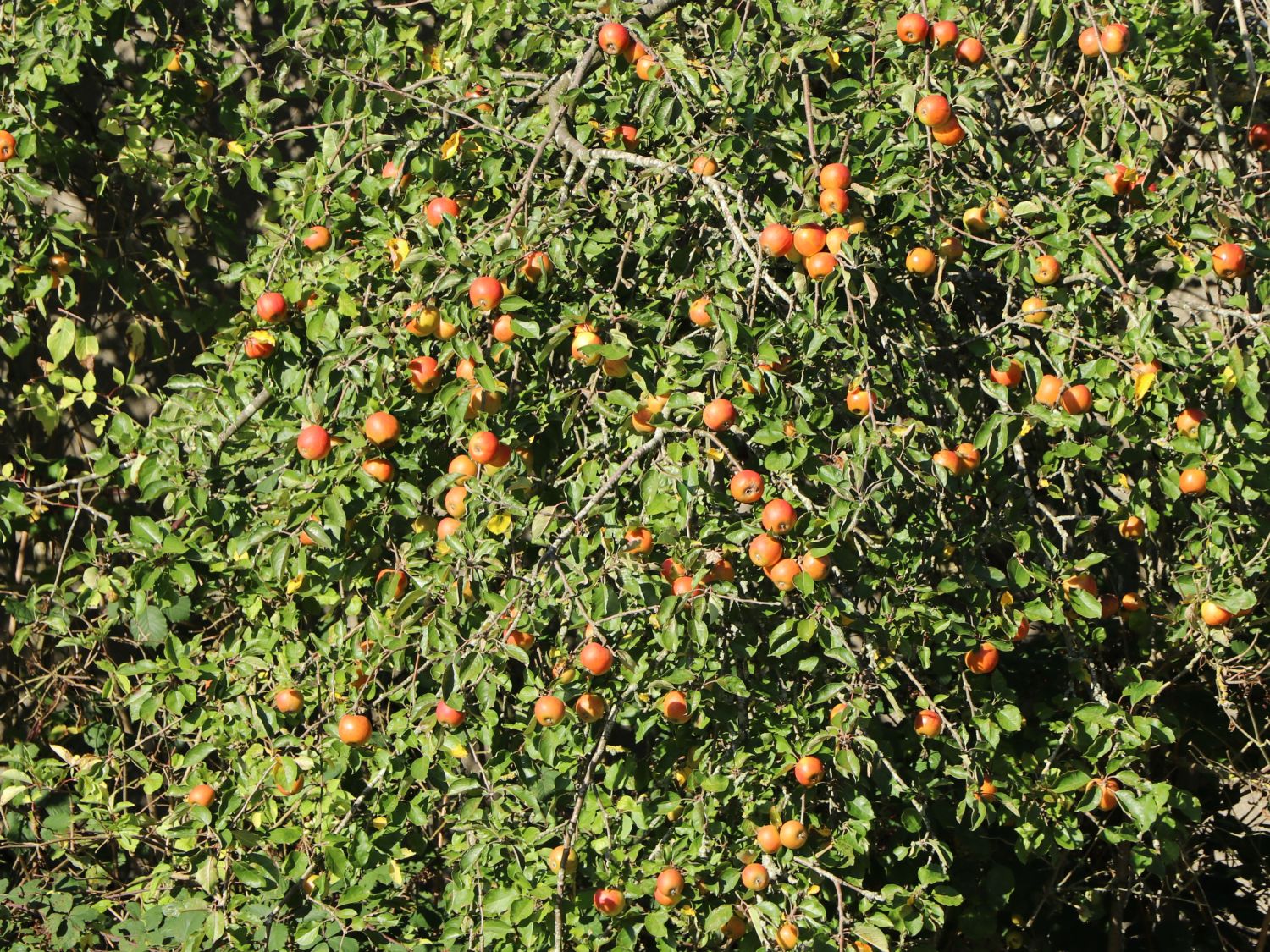 Herbstapfel 'Holsteiner Cox' - Malus 'Holsteiner Cox' - Baumschule Horstmann