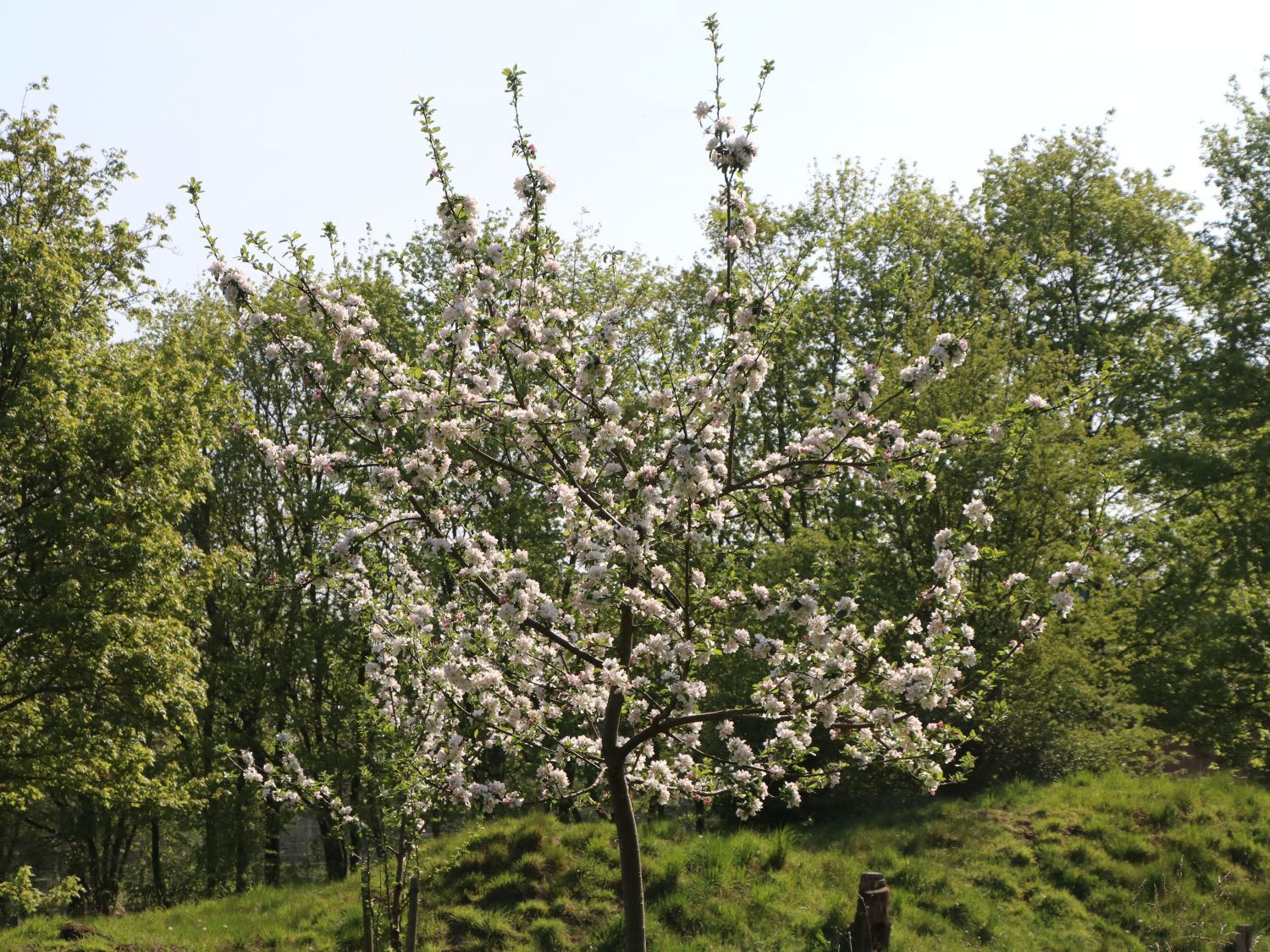 Herbstapfel 'Holsteiner Cox' - Malus 'Holsteiner Cox' - Baumschule Horstmann