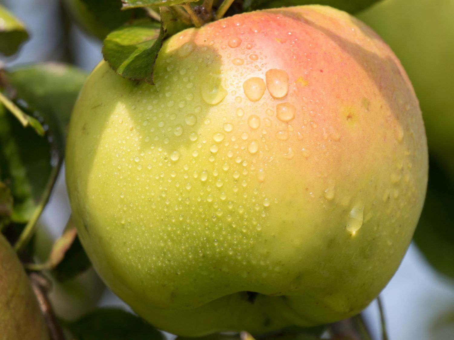 Herbstapfel 'Holsteiner Cox' - Malus 'Holsteiner Cox' - Baumschule Horstmann