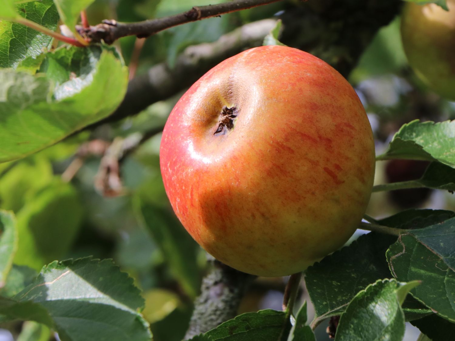 Herbstapfel 'Holsteiner Cox' - Malus 'Holsteiner Cox' - Baumschule Horstmann