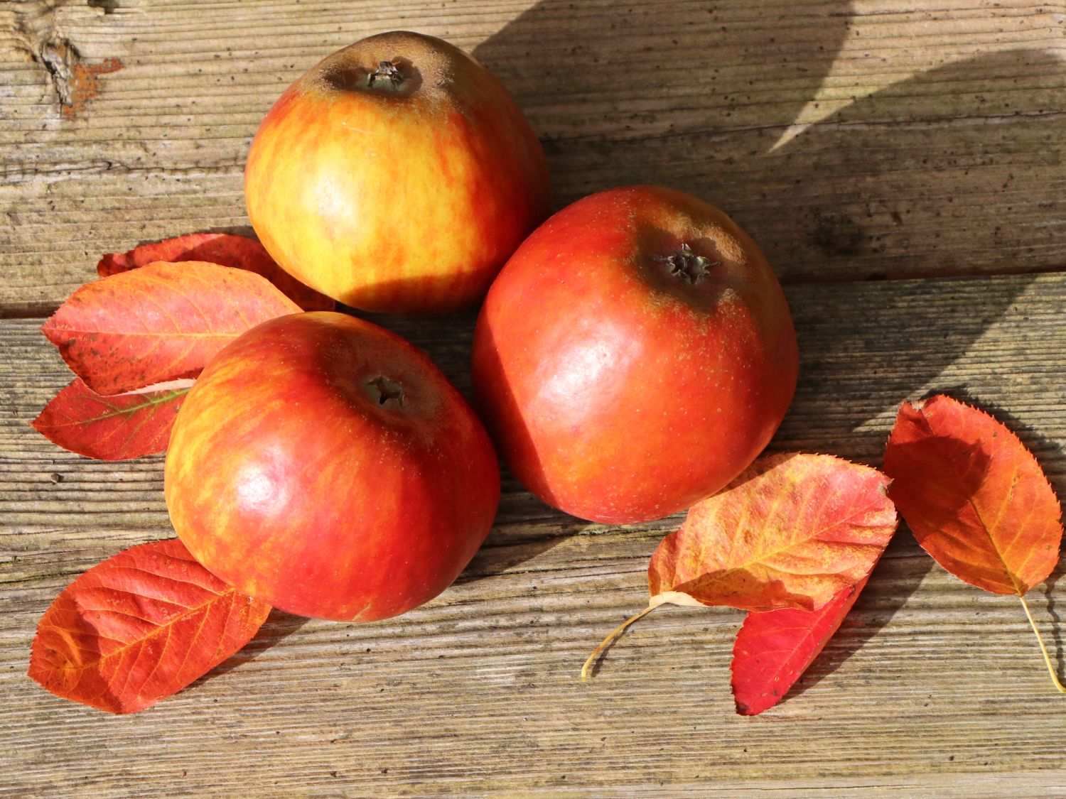 Herbstapfel 'Holsteiner Cox' - Malus 'Holsteiner Cox' - Baumschule Horstmann