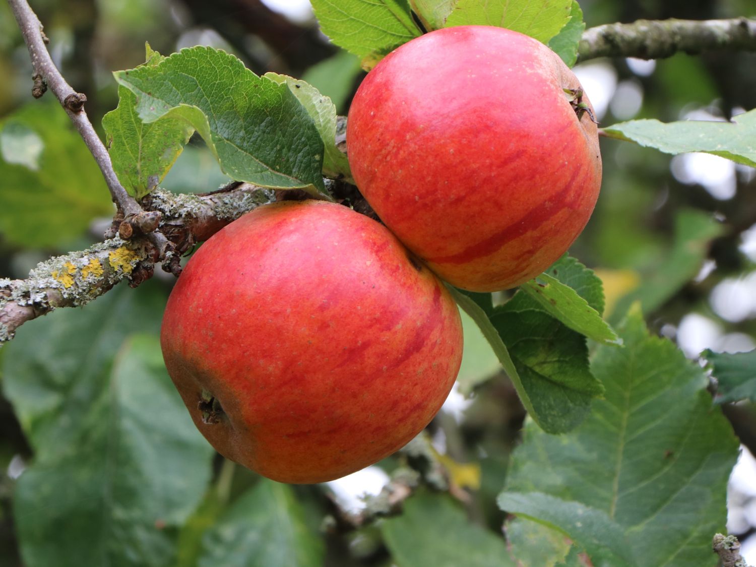 Herbstapfel 'Holsteiner Cox' - Malus 'Holsteiner Cox' - Baumschule Horstmann