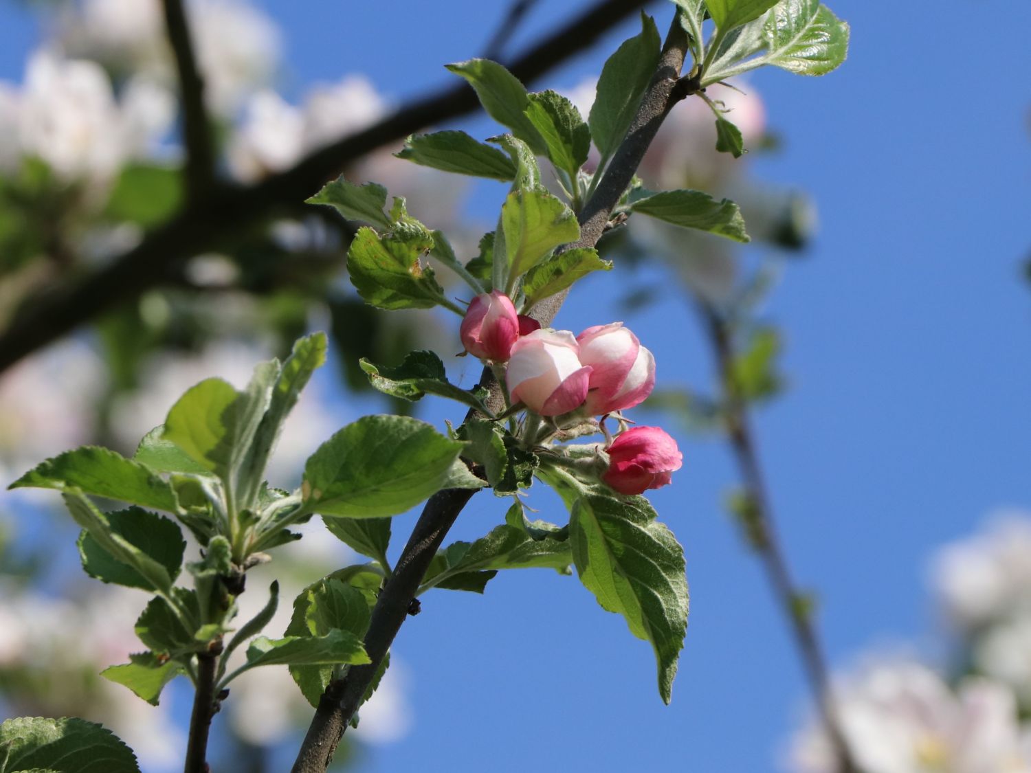 Herbstapfel 'Holsteiner Cox' - Malus 'Holsteiner Cox' - Baumschule Horstmann