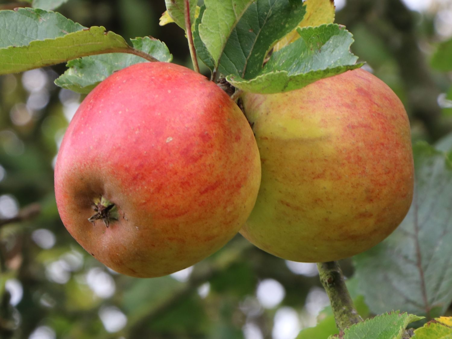 Herbstapfel 'Holsteiner Cox' - Malus 'Holsteiner Cox' - Baumschule Horstmann