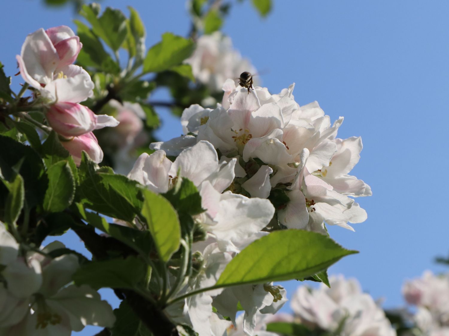 Herbstapfel 'Holsteiner Cox' - Malus 'Holsteiner Cox' - Baumschule Horstmann