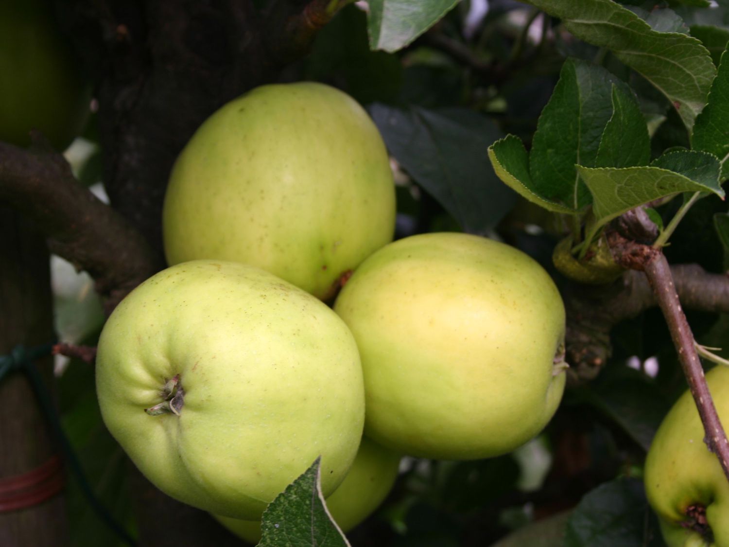 Herbstapfel \'Holsteiner Zitronenapfel\' - Malus \'Holsteiner Zitronenapfel\' -  Baumschule Horstmann