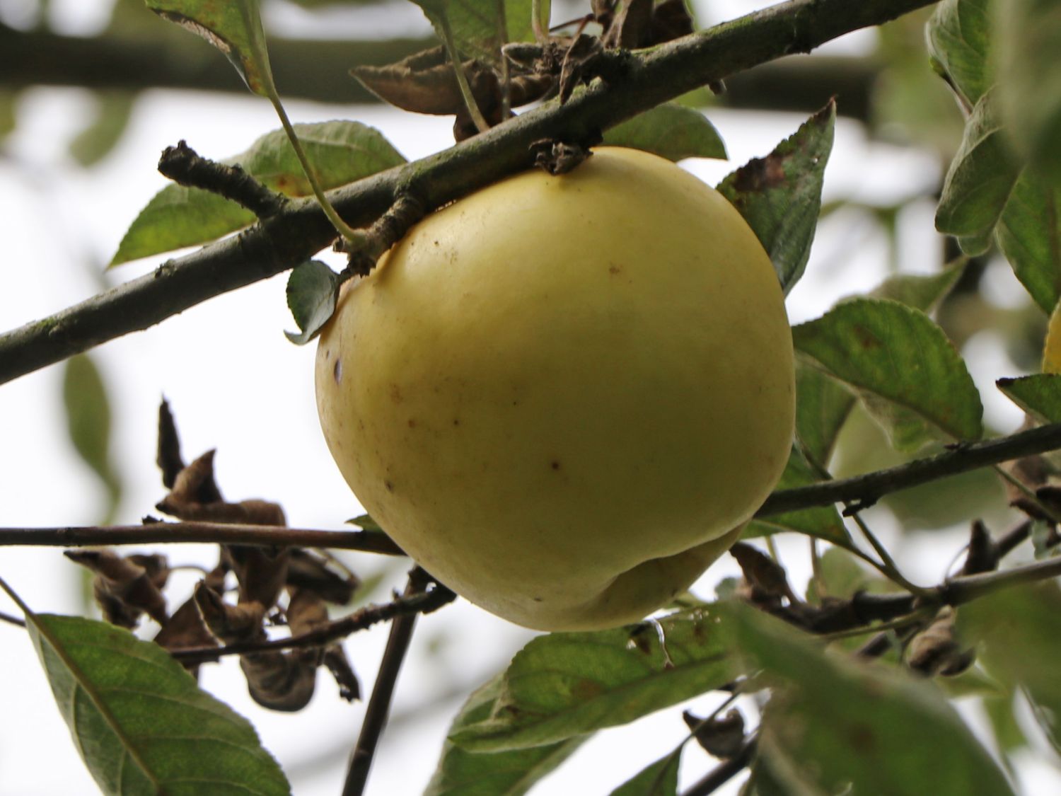 Herbstapfel \'Holsteiner Zitronenapfel\' - Malus \'Holsteiner Zitronenapfel\' -  Baumschule Horstmann