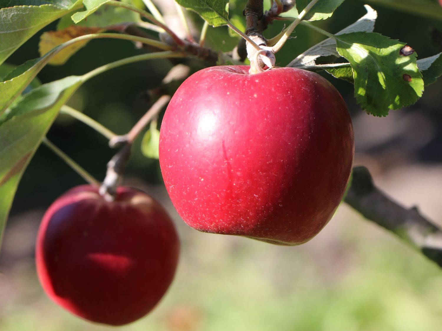 Herbstapfel 'Rote Wolke' - Malus 'Rote Wolke' - Baumschule Horstmann