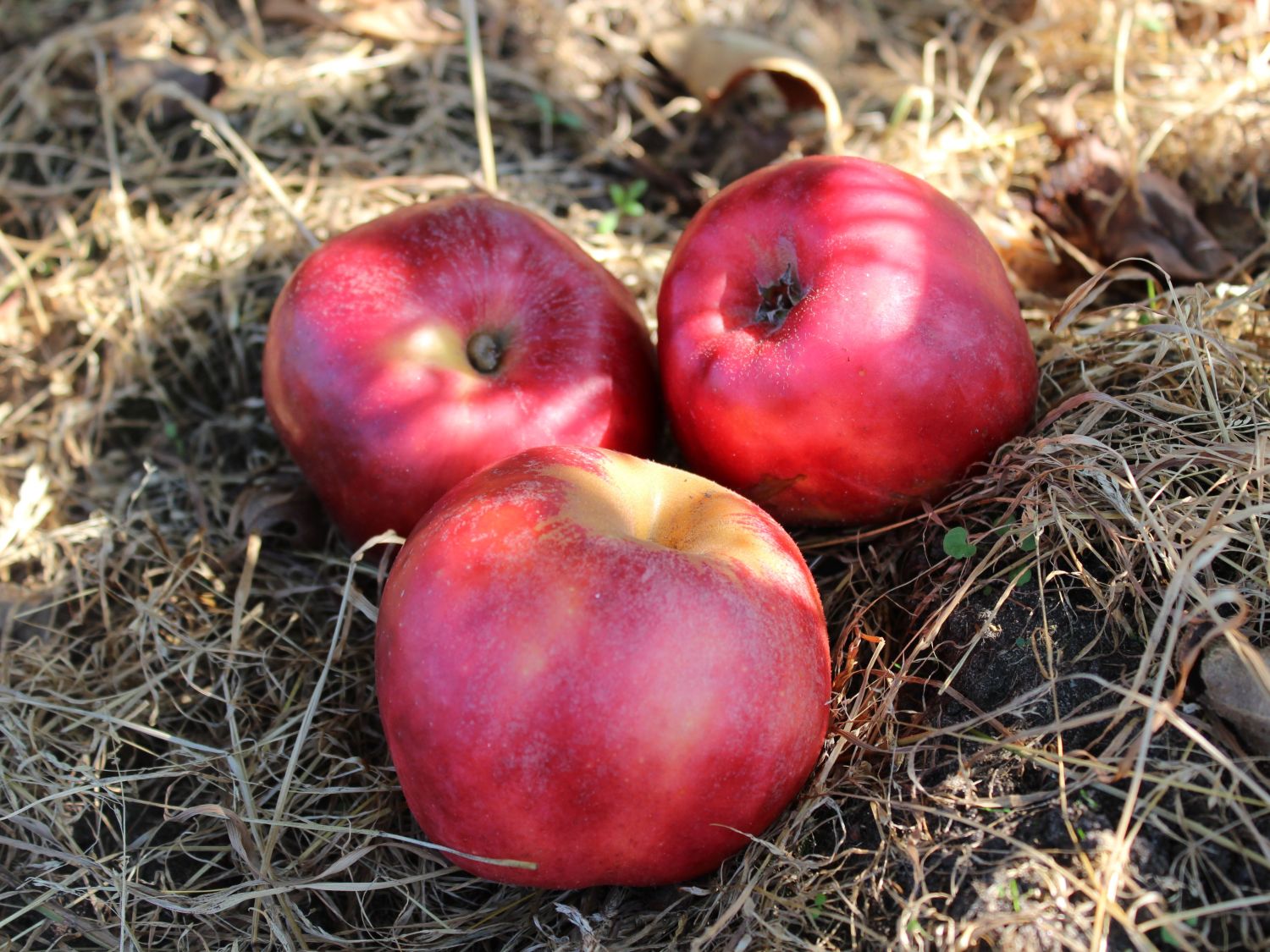 Herbstapfel &amp;#39;Roter Gravensteiner&amp;#39;, &amp;#39;Rosenapfel&amp;#39; - Malus &amp;#39;Roter ...